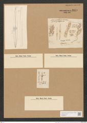 Dickieia crucigera W. Sm. (de-Toni-Nr.: Genus 22, Species 1240) Zeichnungen Sammlung Grunow Nr. 2379 (NHMW-BOT-W0369515)